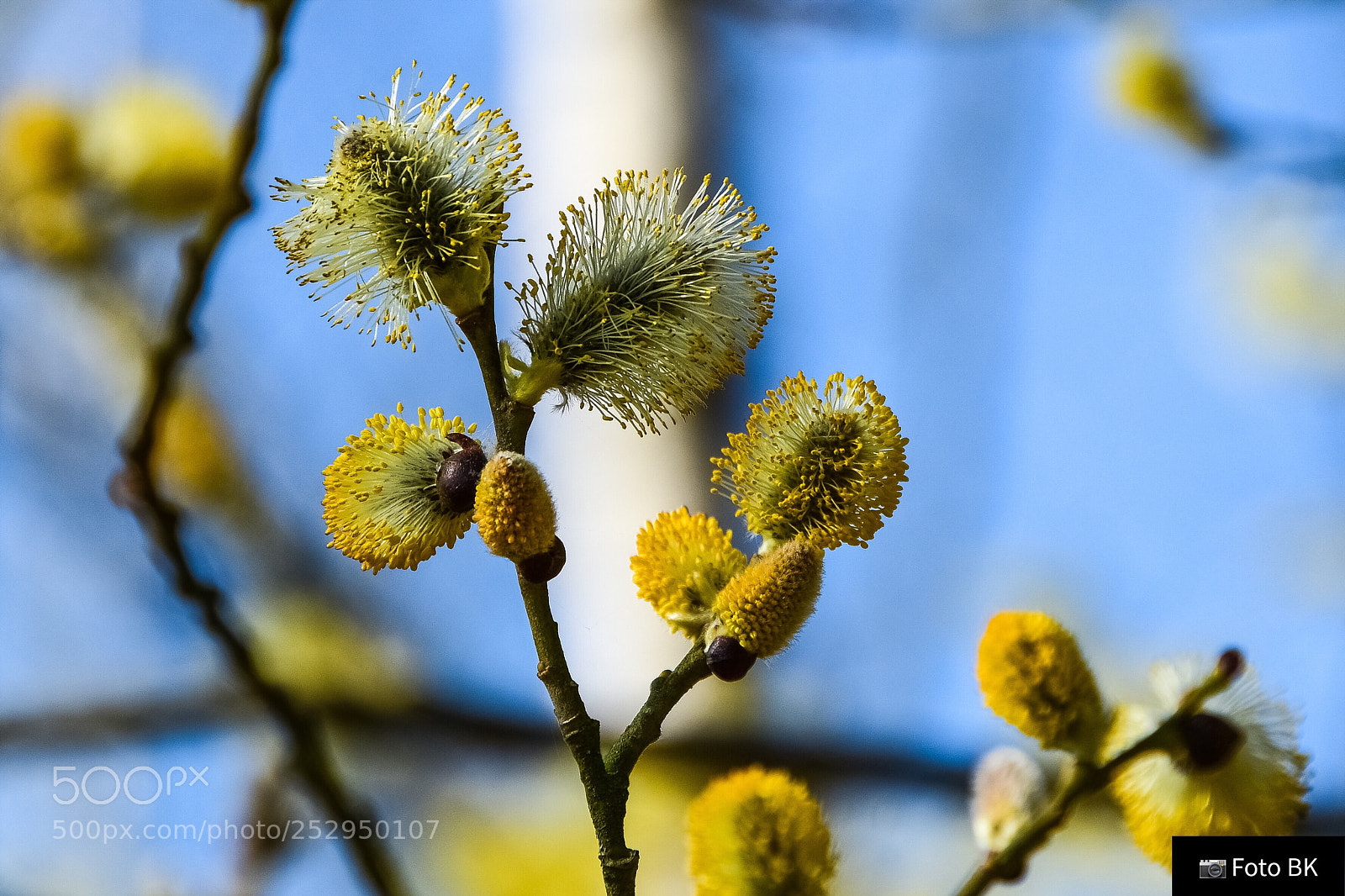 Nikon D3300 sample photo. Spring photography