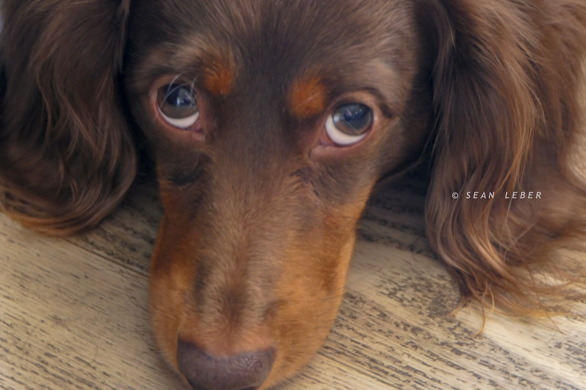 Panasonic Lumix DMC-FZ2500 (Lumix DMC-FZ2000) sample photo. Can't say no to that face photography