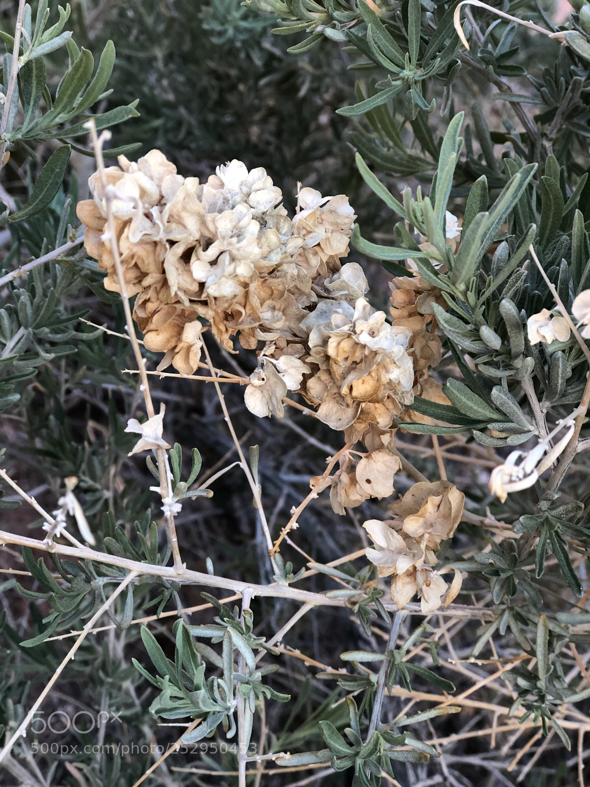 Apple iPhone 8 Plus sample photo. Desert flowers photography