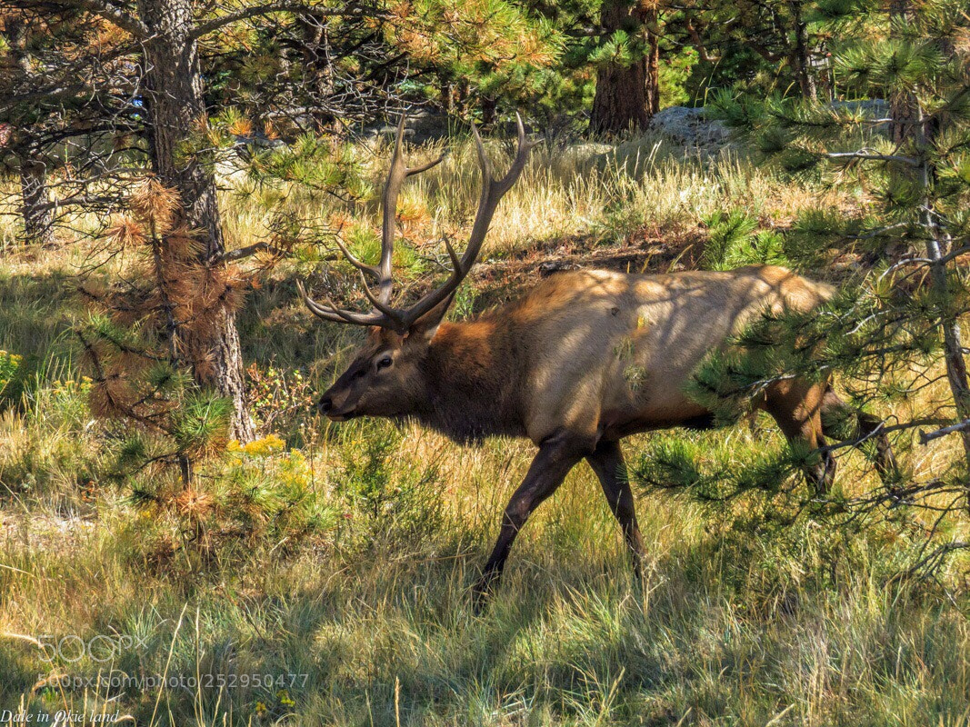 Canon PowerShot SX50 HS sample photo. 2014 rmnp  photography