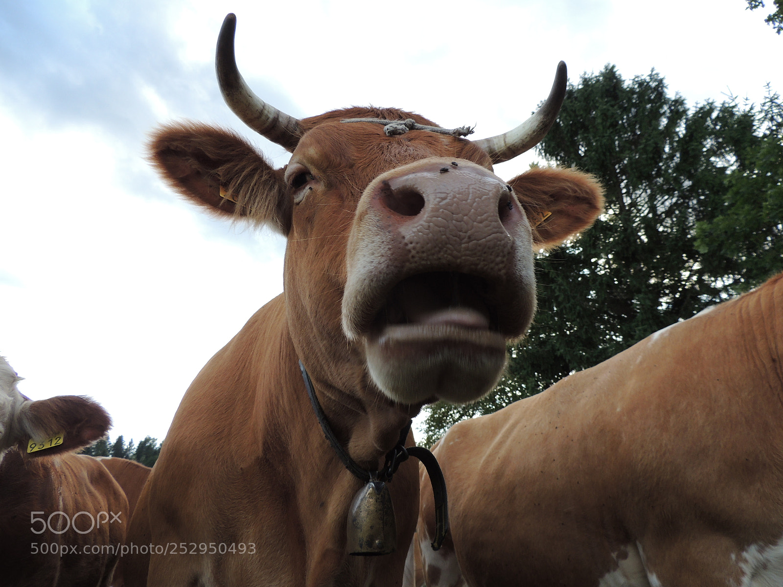 Nikon Coolpix P510 sample photo. Cow photography