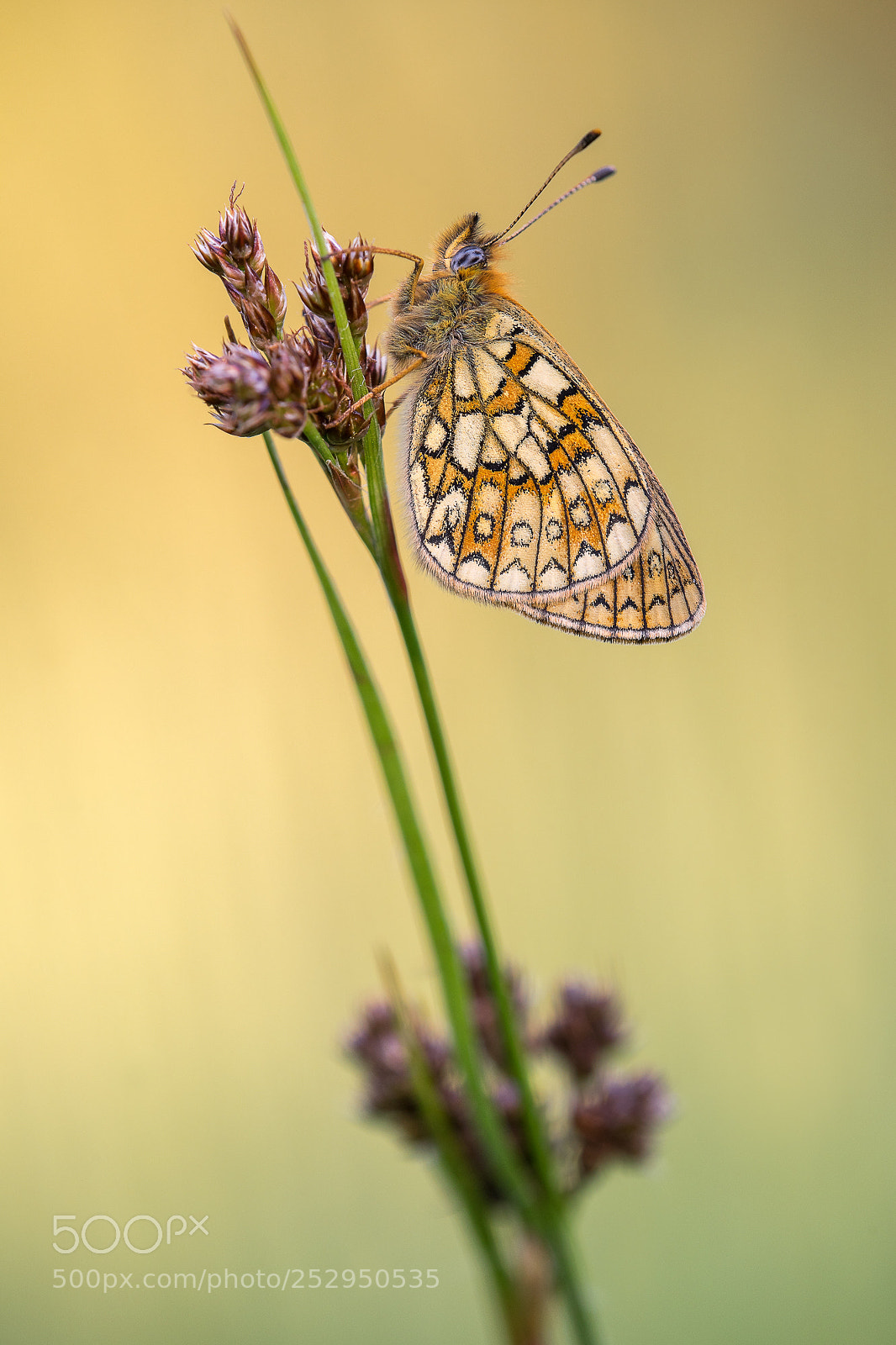 Sony a7 II sample photo. The beauty... photography