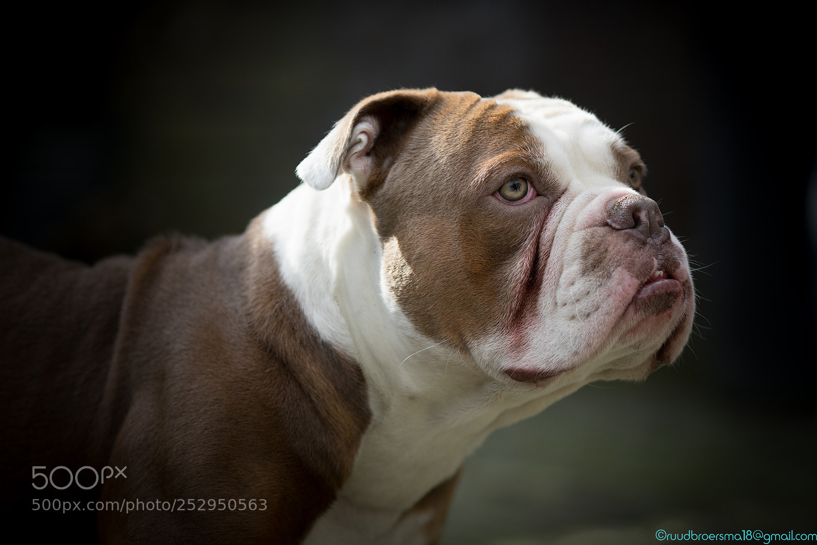 Sony a7 II sample photo. Hillie photography
