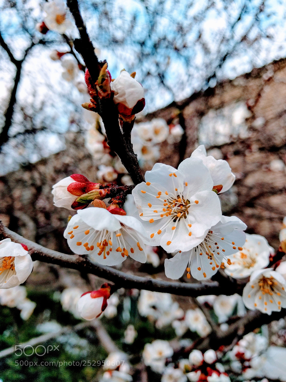 LG Nexus 5X sample photo. Untitled photography