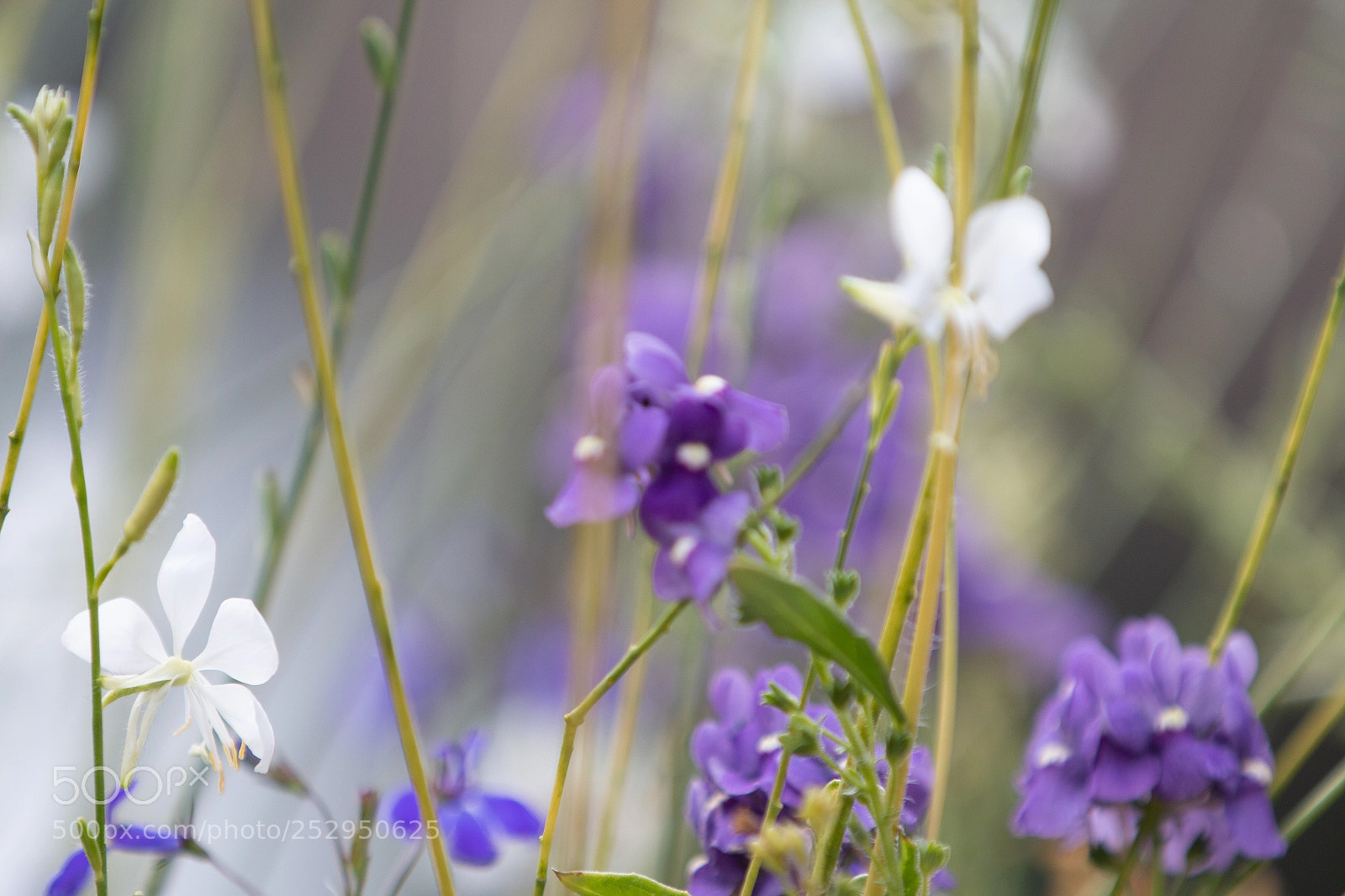 Canon EOS 70D sample photo. Flowers  photography