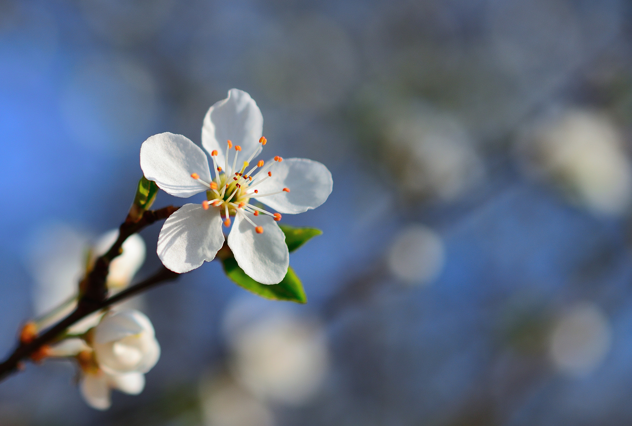Nikon AF-S DX Micro Nikkor 40mm F2.8 sample photo. * blooming * photography