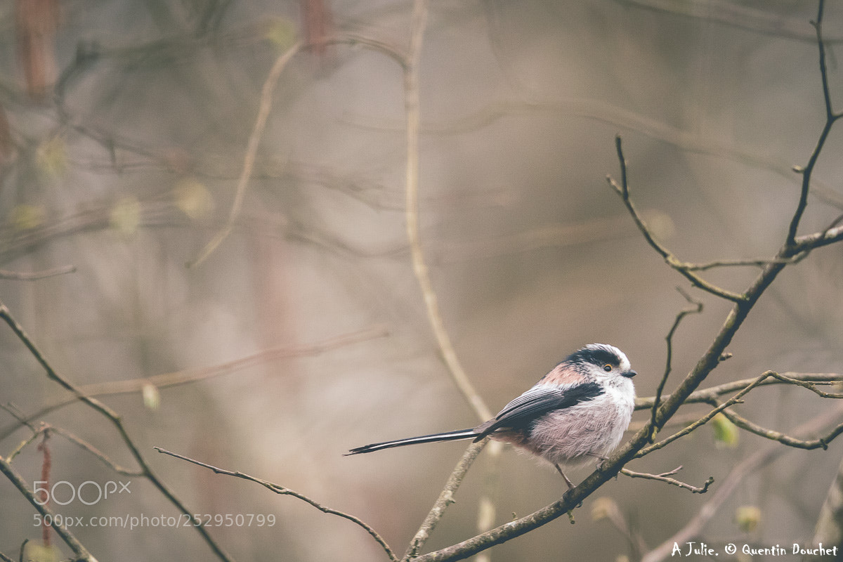 Canon EOS 80D sample photo. Mésange à longue queue photography