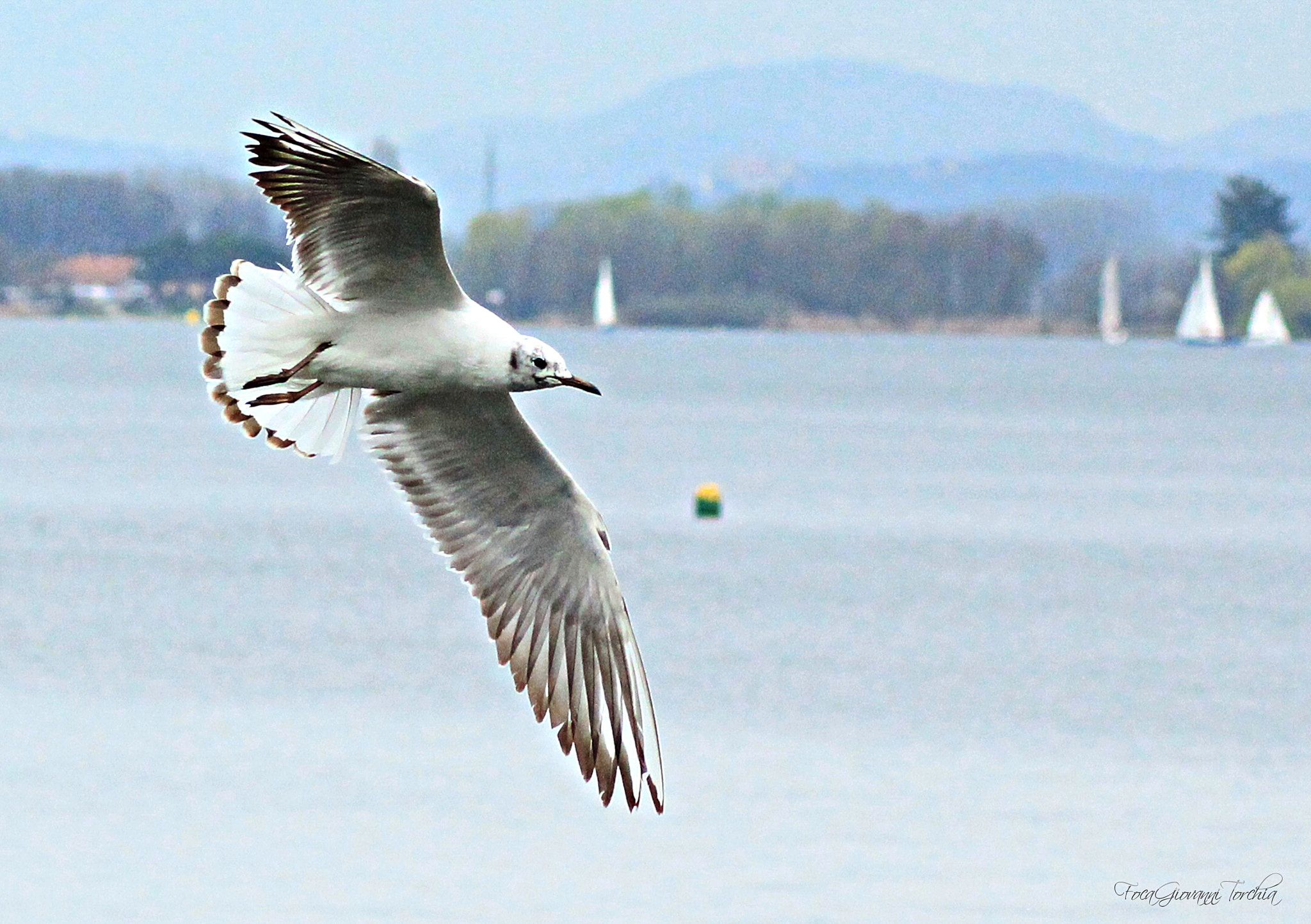 Canon EOS 1200D (EOS Rebel T5 / EOS Kiss X70 / EOS Hi) + Tamron AF 70-300mm F4-5.6 Di LD Macro sample photo. Chroicocephalus ridibundus photography