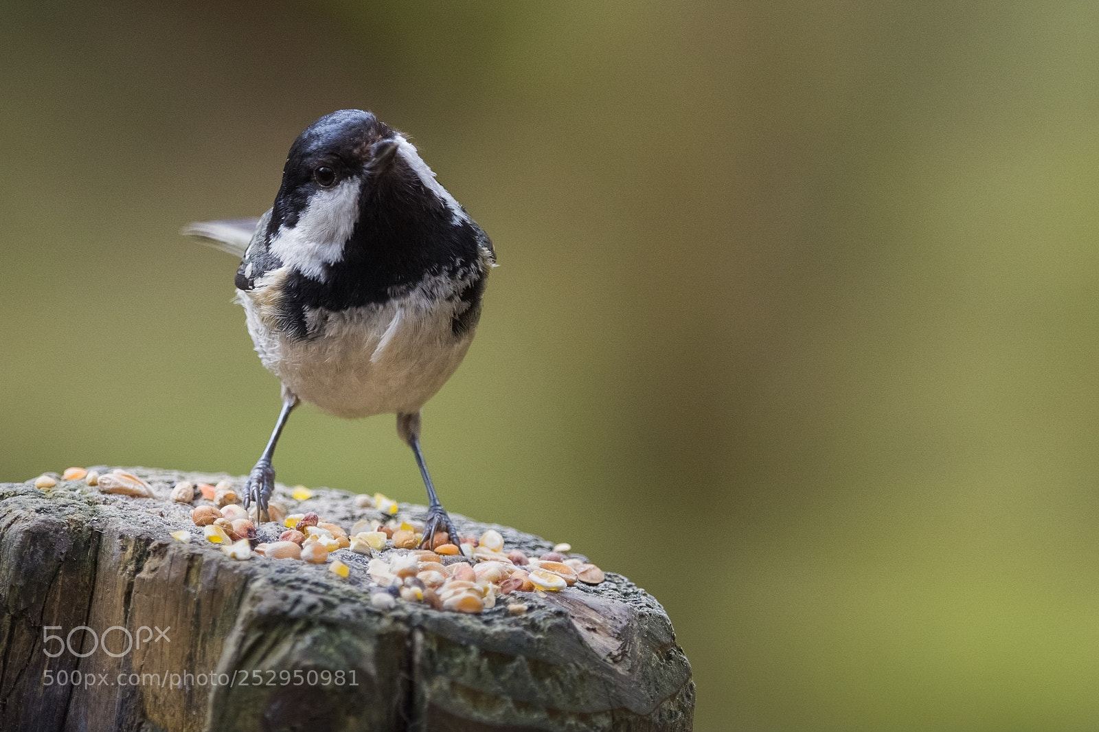 Nikon D7200 sample photo. Periparus ater ii photography