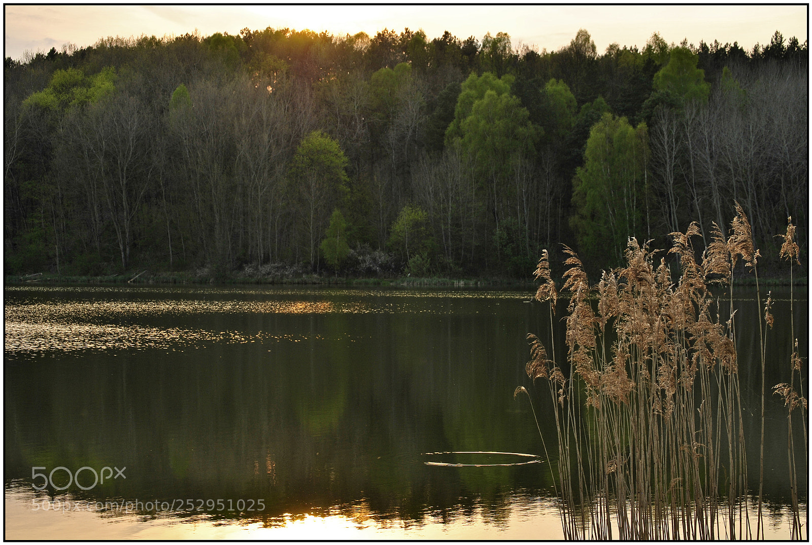 Nikon D3000 sample photo. A concert of sunlight photography