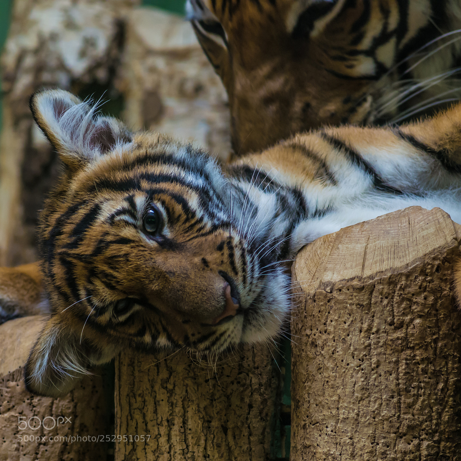 Pentax K-5 sample photo. Little tiger photography