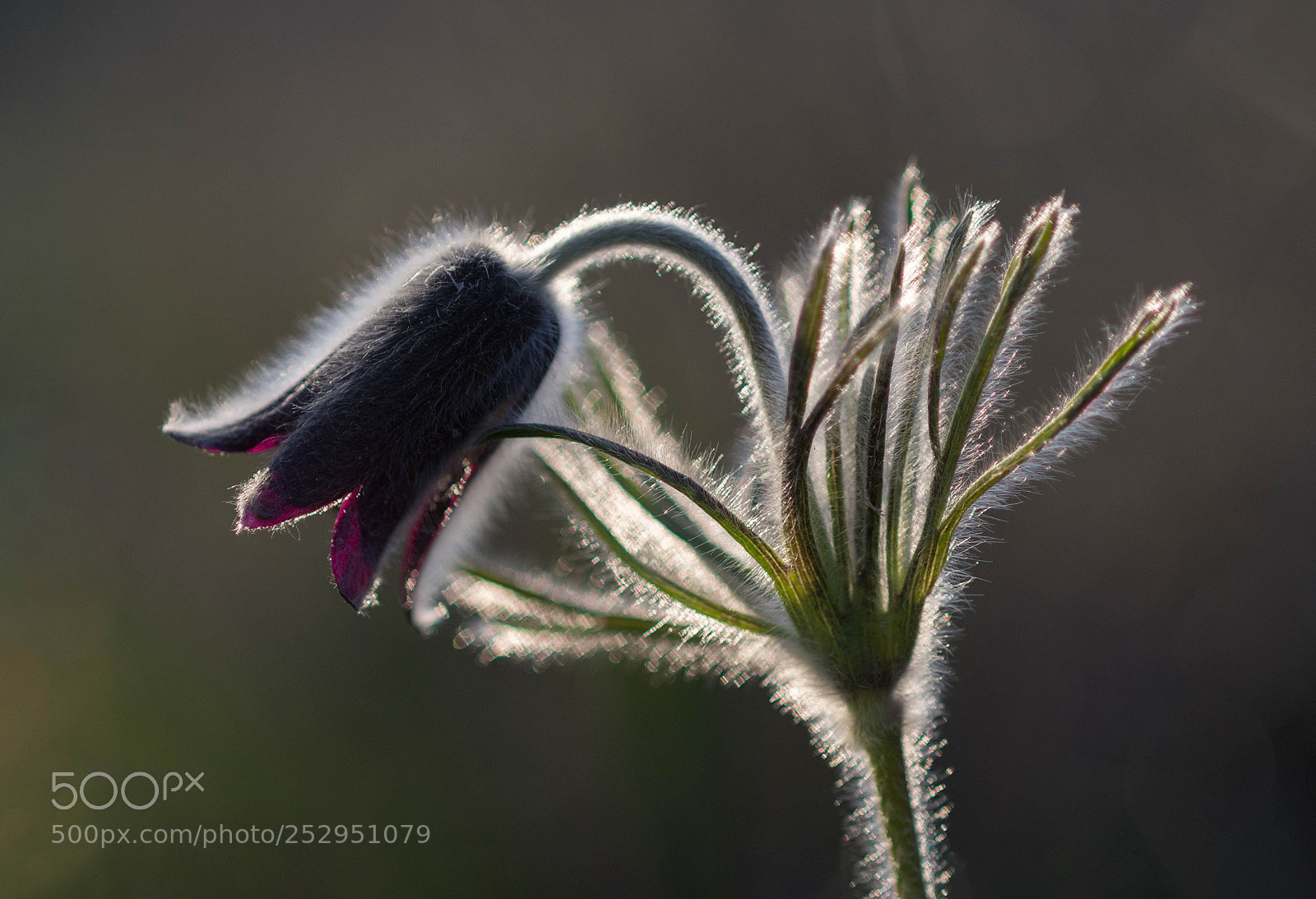 Nikon D500 sample photo. Pulstilla nigricans photography
