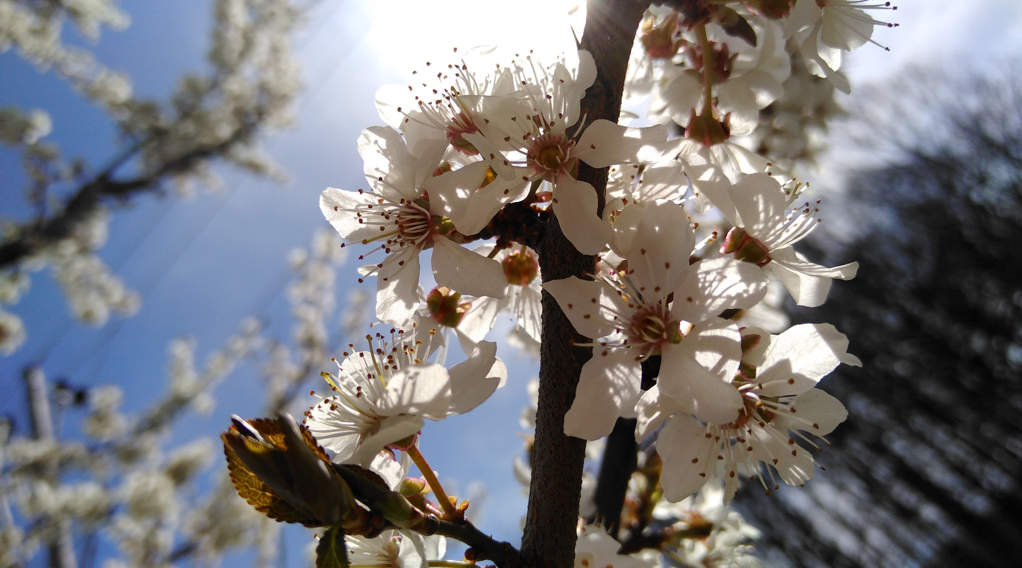 HUAWEI nova sample photo. Hello spring photography