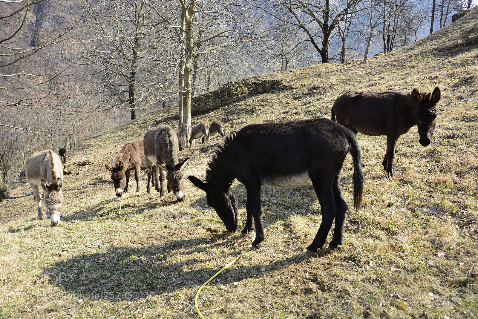 Nikon D7100 sample photo. Donkey gang photography
