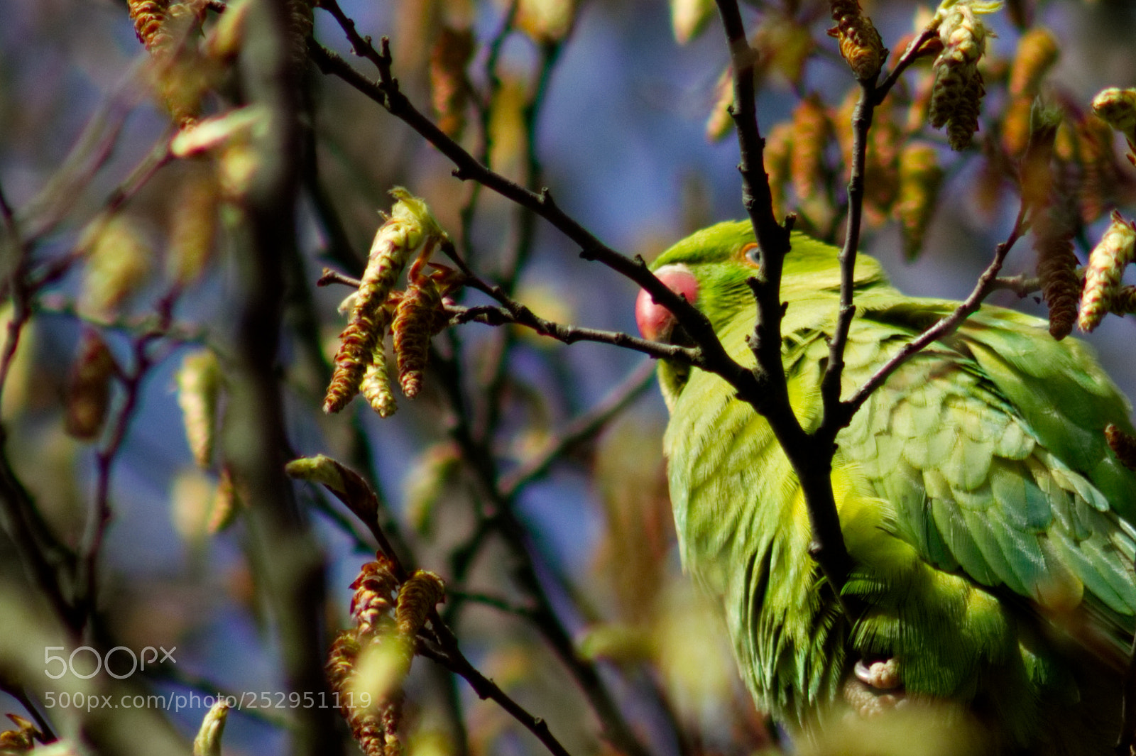 Canon EOS 1200D (EOS Rebel T5 / EOS Kiss X70 / EOS Hi) sample photo. Hide and parakeet photography
