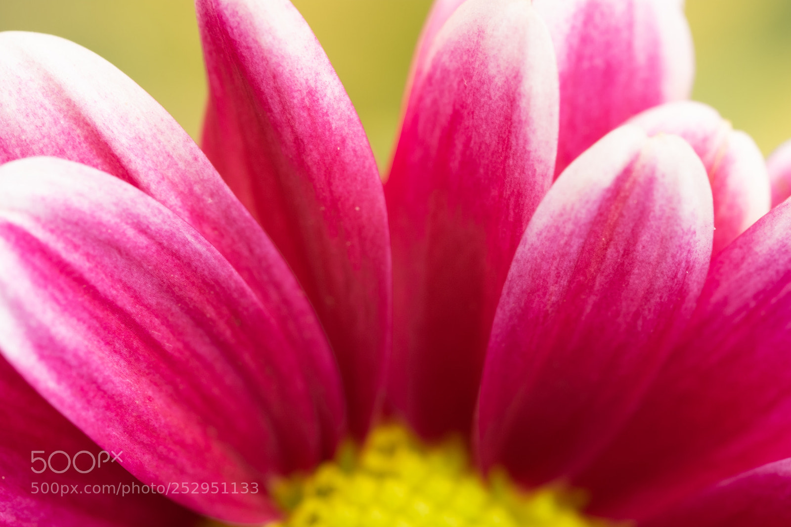 Fujifilm X-T2 sample photo. Purple petals photography