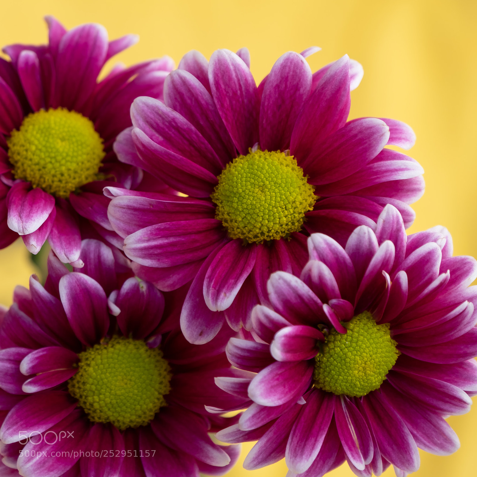 Fujifilm X-T2 sample photo. Purple flowers photography