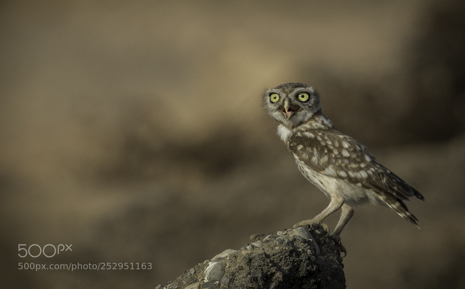 Canon EOS 7D Mark II sample photo. Lettle owl photography