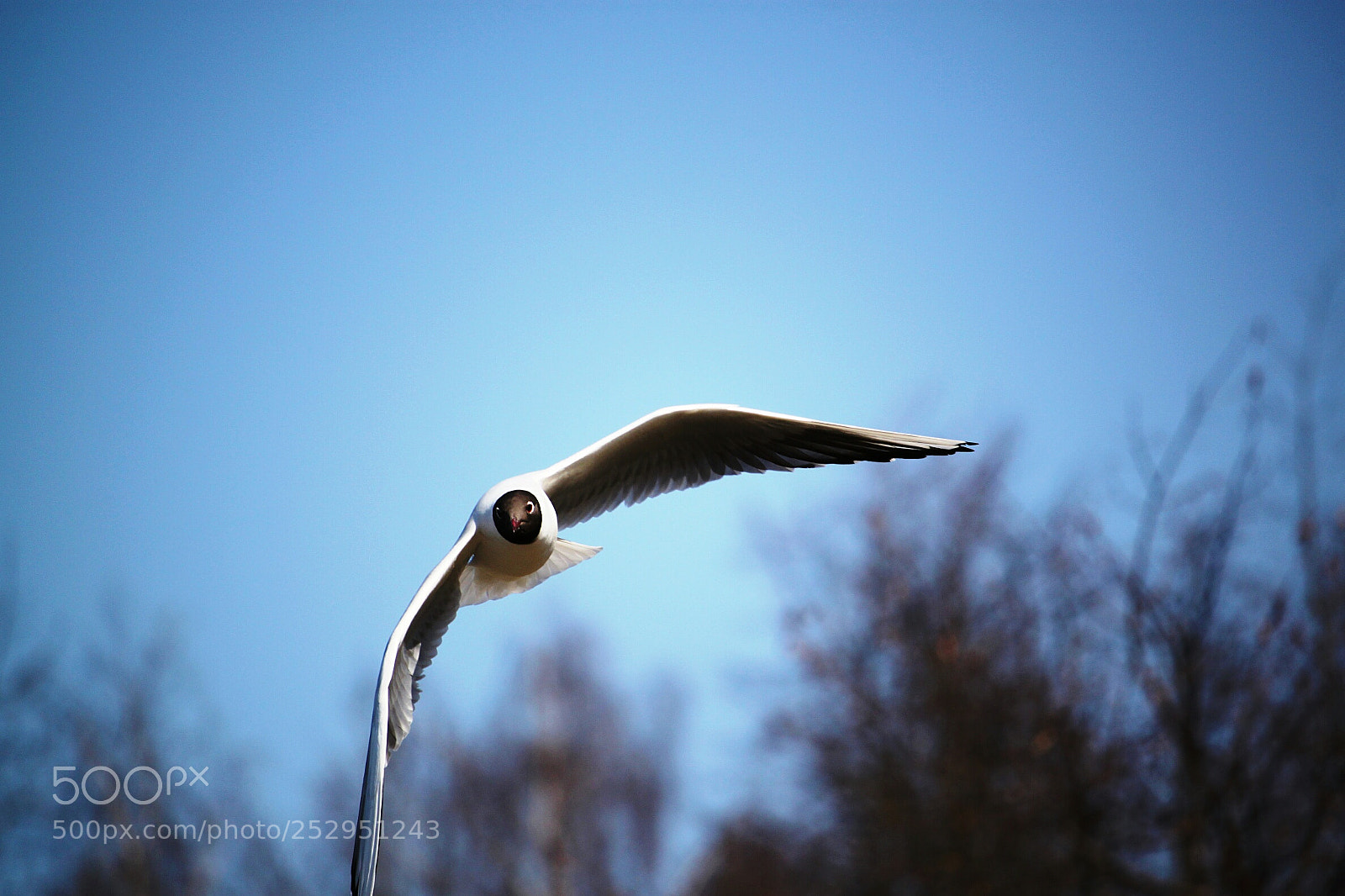 Canon EOS 500D (EOS Rebel T1i / EOS Kiss X3) sample photo. Gull photography