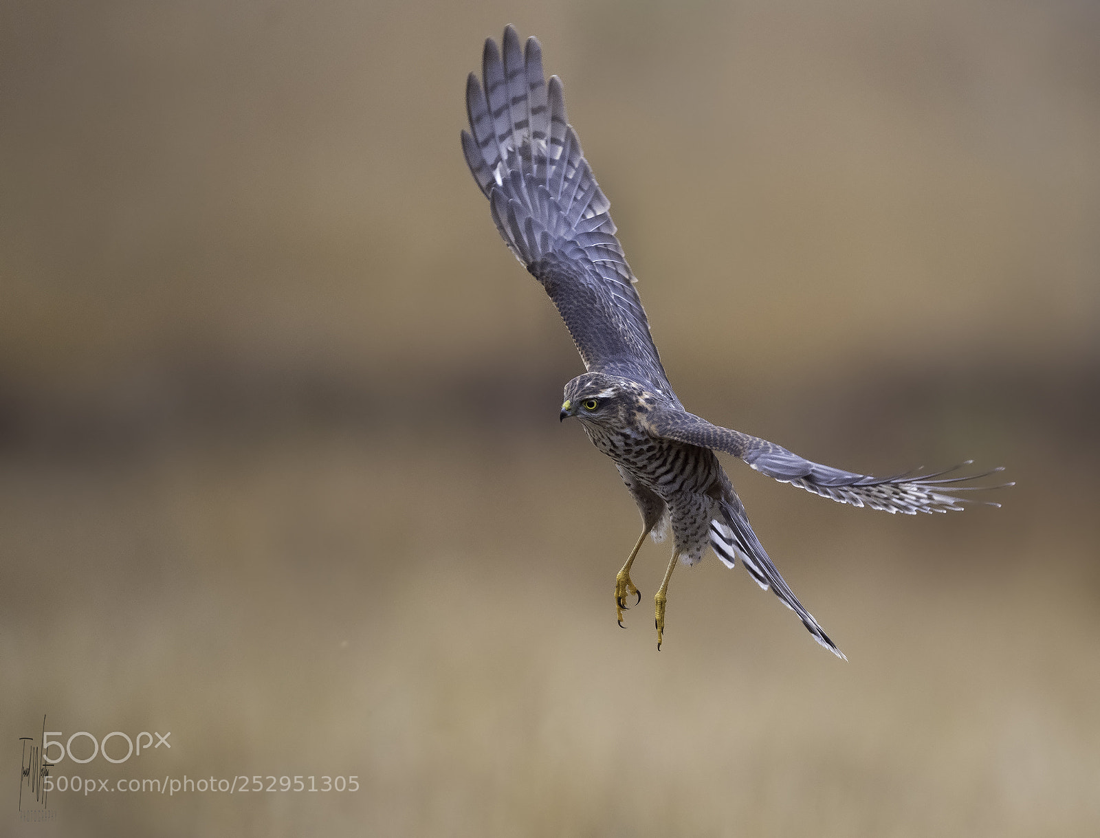 Nikon D5 sample photo. Sparrowhawk photography
