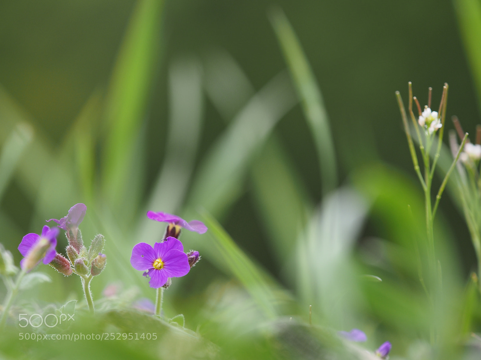 Olympus OM-D E-M5 sample photo. In the herbs photography