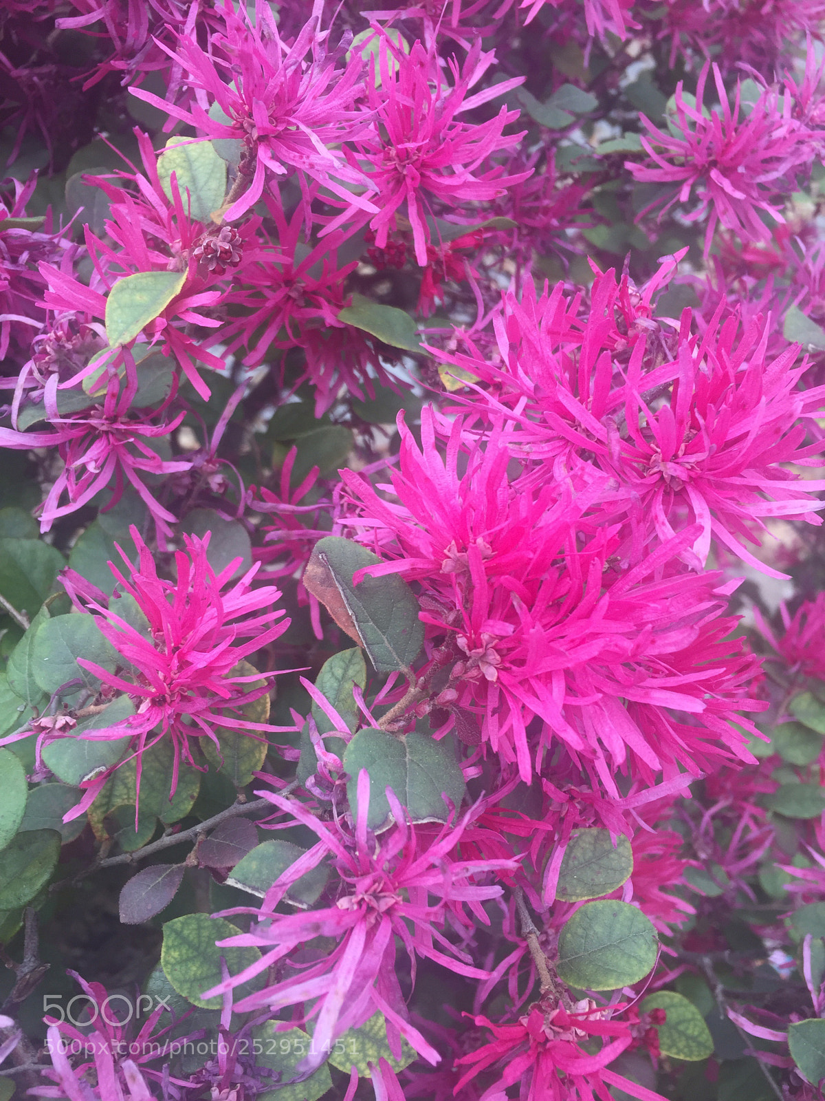 Apple iPhone 6 sample photo. Untitled photography