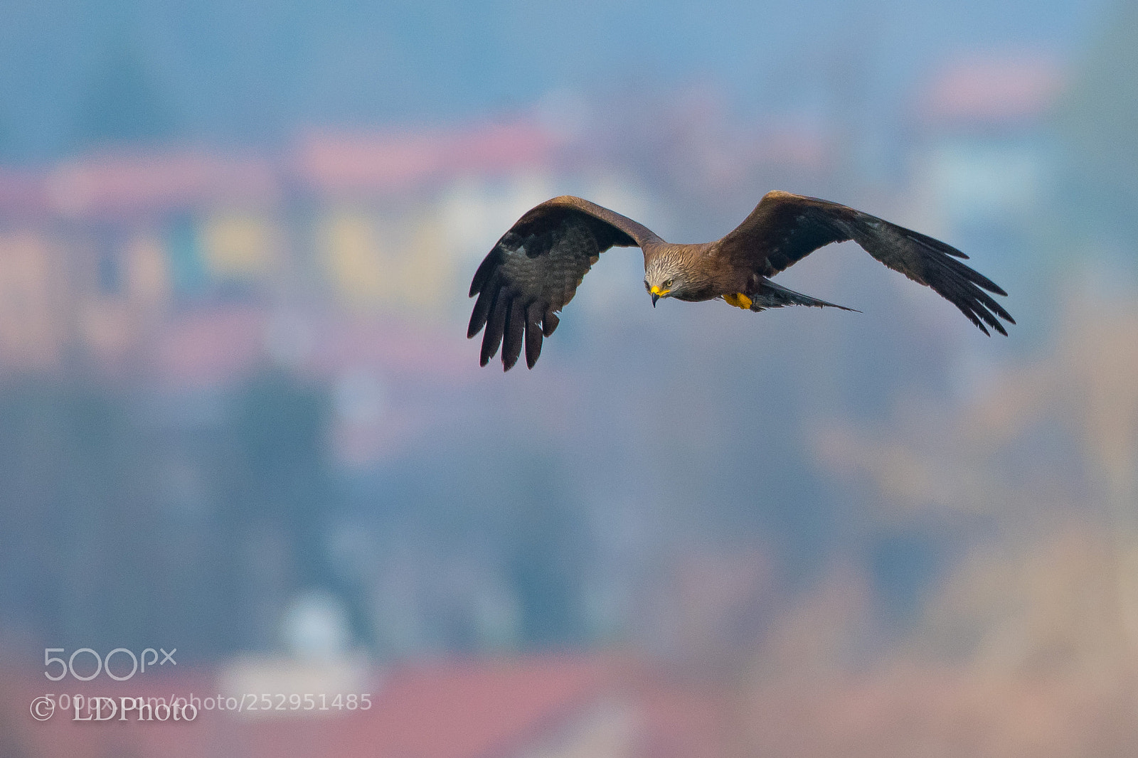 Nikon D500 sample photo. Black kite (milvus migrans) photography