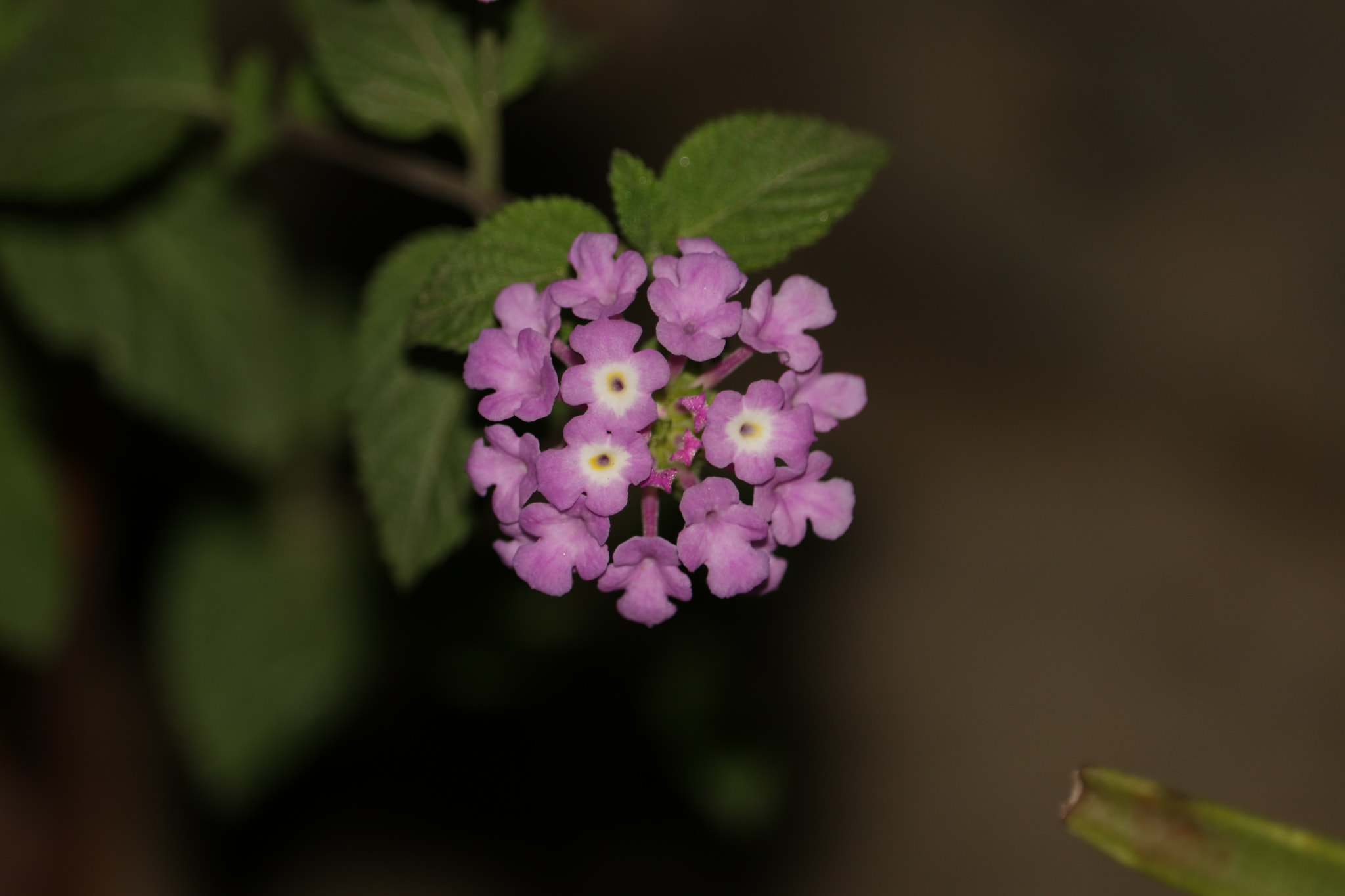 Canon EF-S 55-250mm F4-5.6 IS STM sample photo. Purple photography