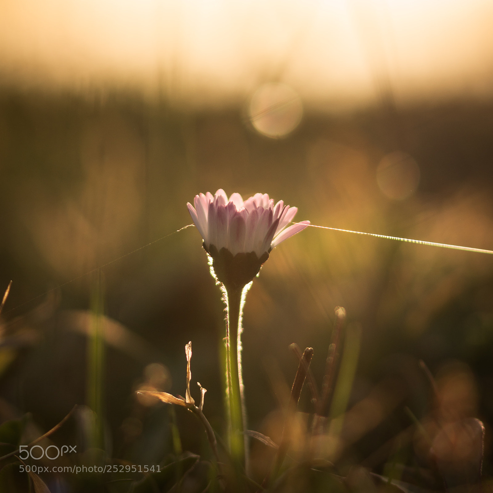 Nikon D7100 sample photo. Spring has arrived photography