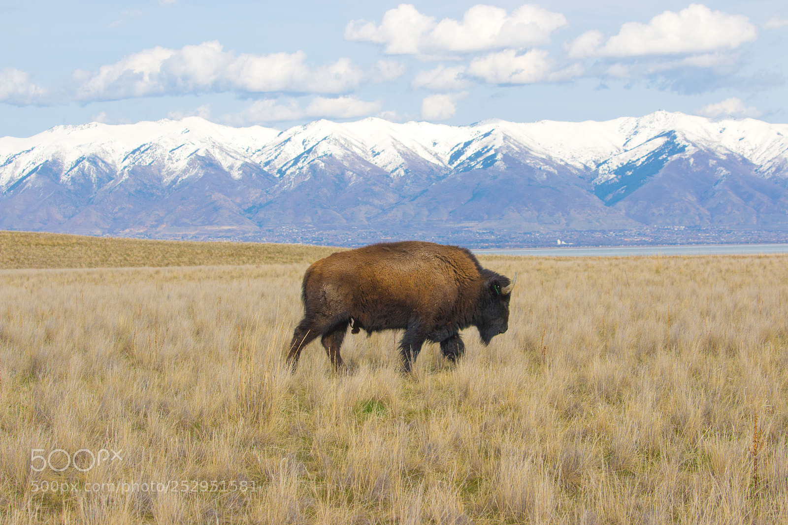 Canon EOS 70D sample photo. Buffalo photography