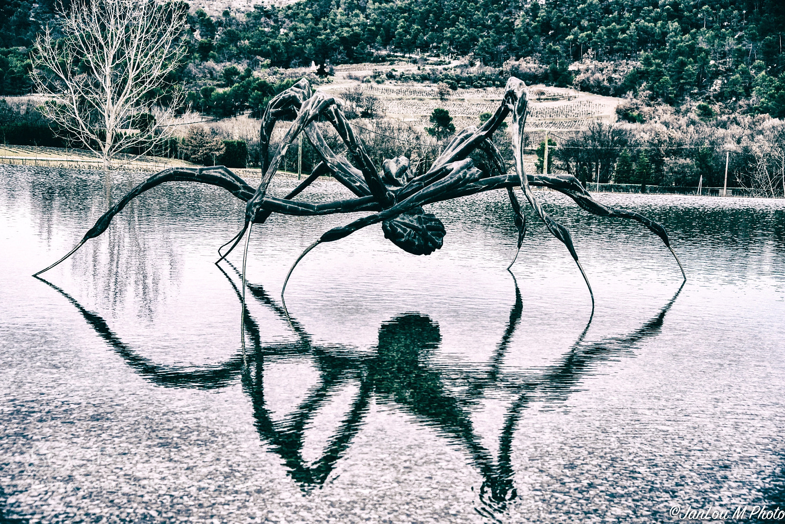 Nikon D750 sample photo. Spider on water photography