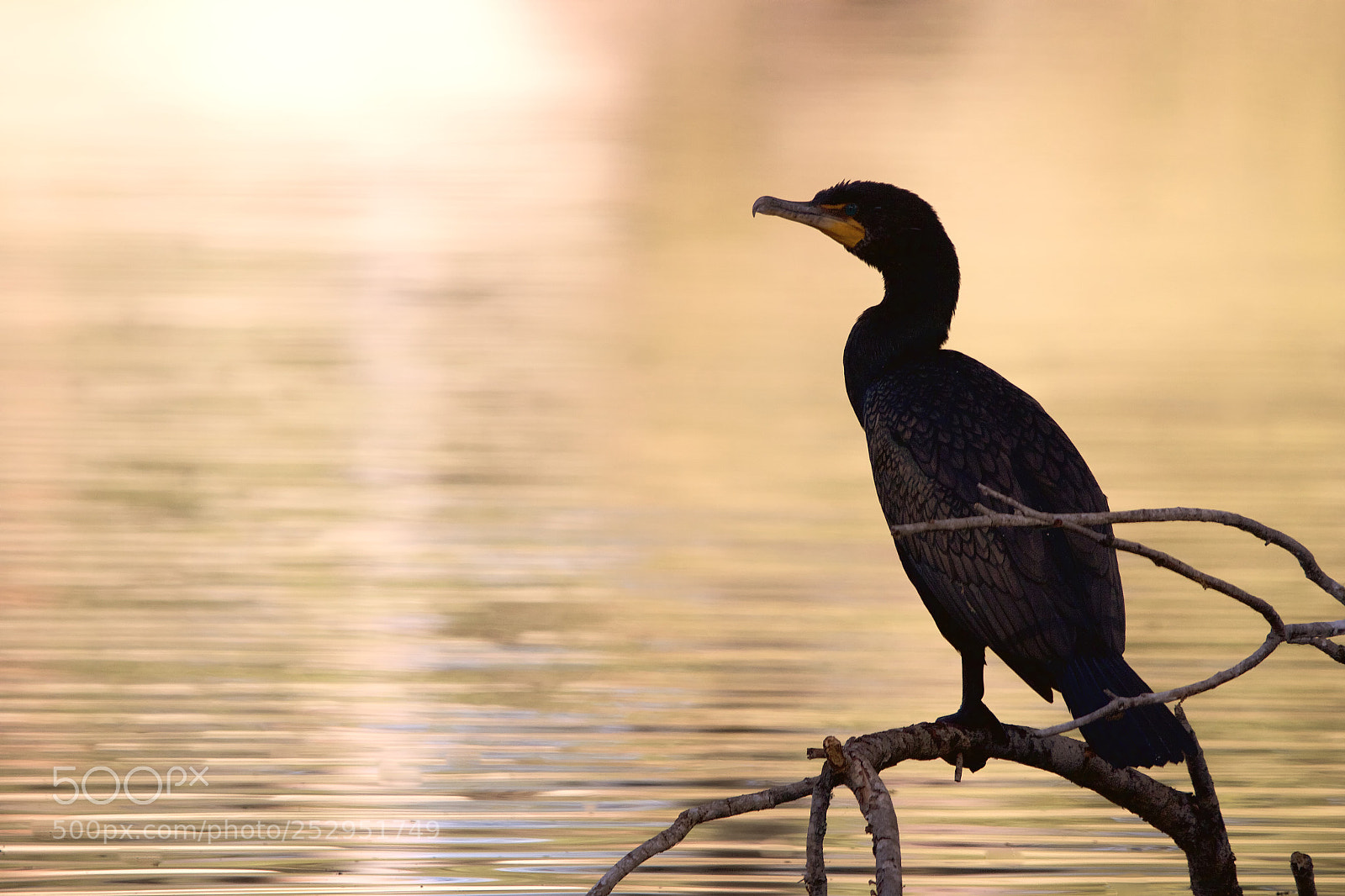 Canon EOS 7D sample photo. Morning light cormorant photography