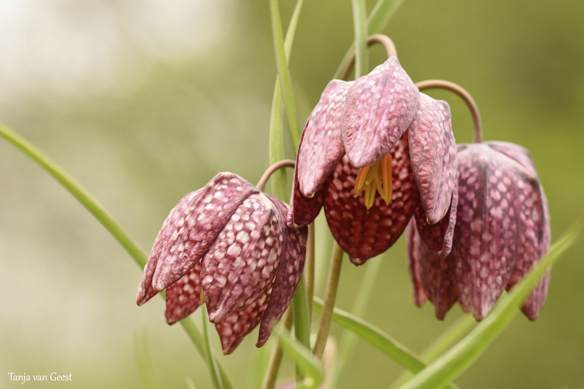 Sigma 105mm F2.8 EX DG OS HSM sample photo. Fritillaria meleagris photography