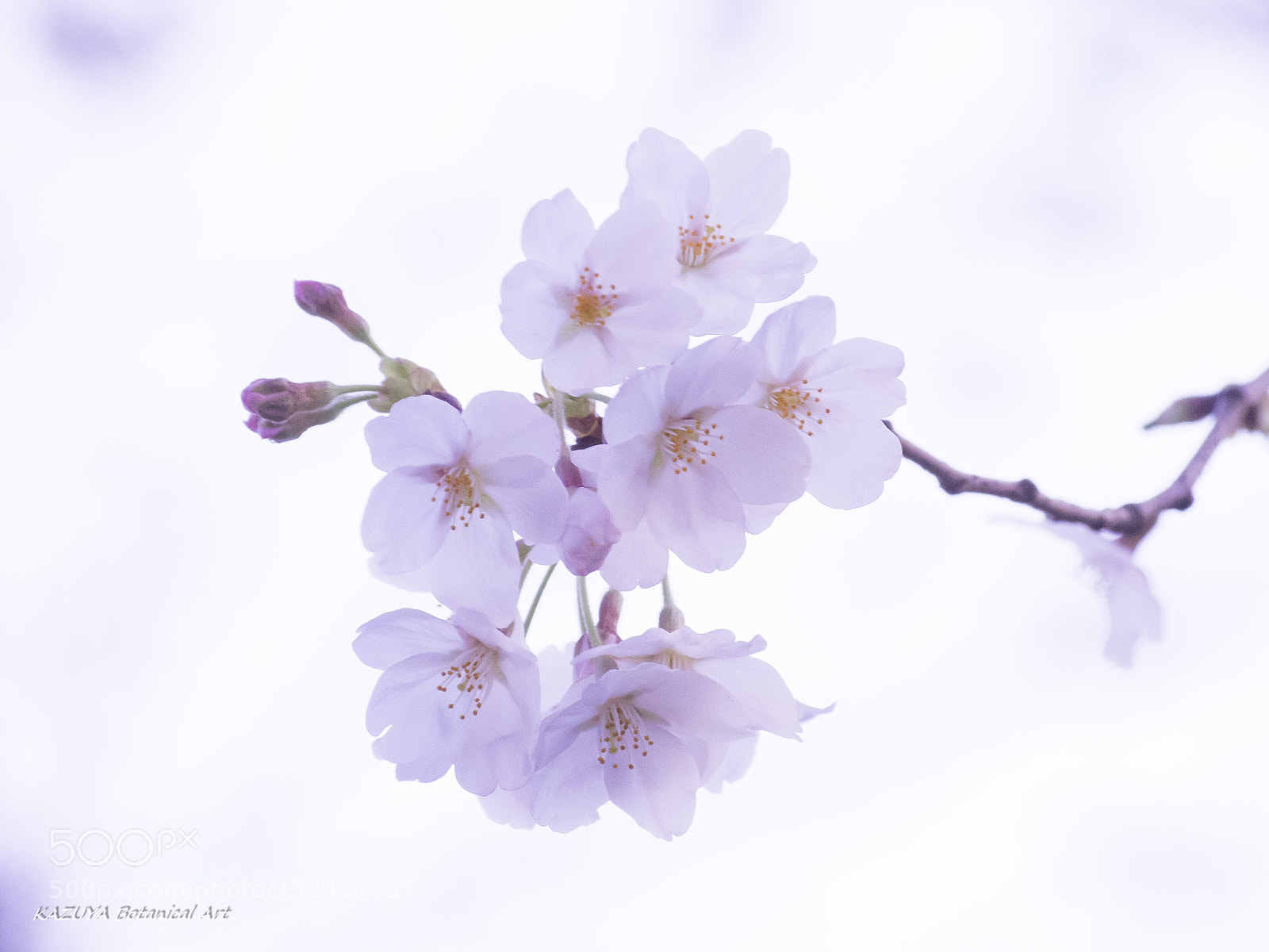 Pentax K-3 II sample photo. Cherry blossom photography