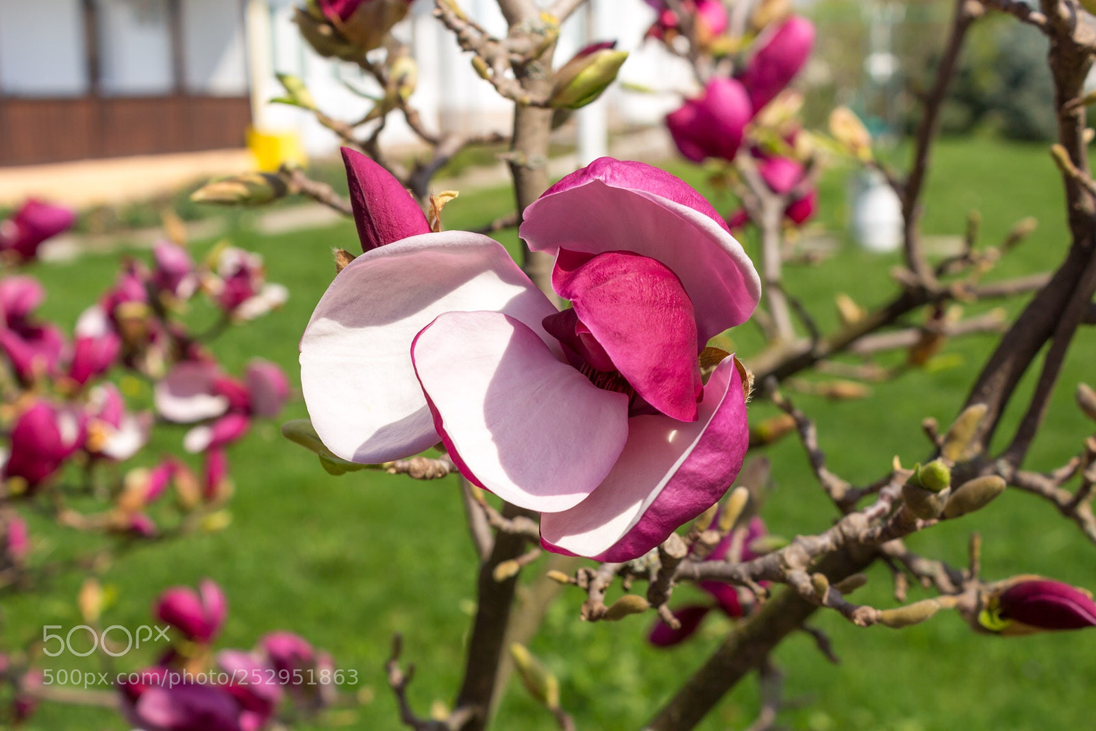 Canon EOS 100D (EOS Rebel SL1 / EOS Kiss X7) sample photo. Magnolia flowers. photography
