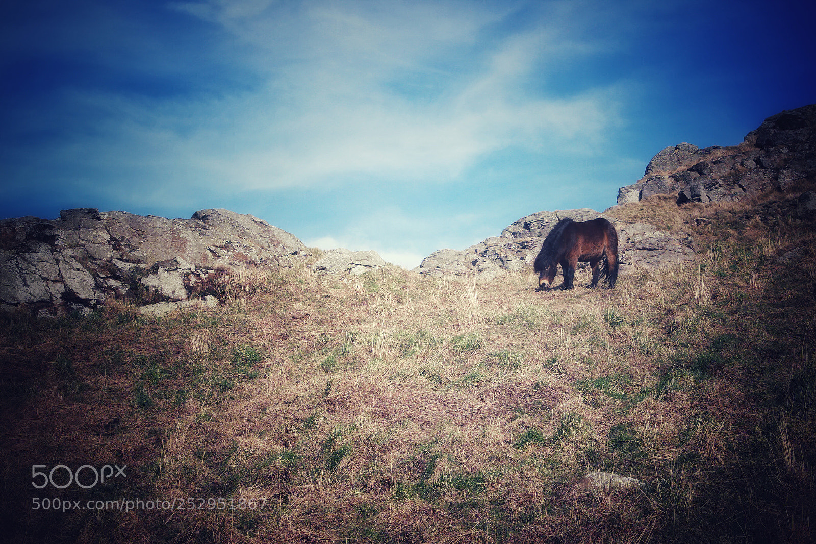 Canon EOS 600D (Rebel EOS T3i / EOS Kiss X5) sample photo. Lone pony photography