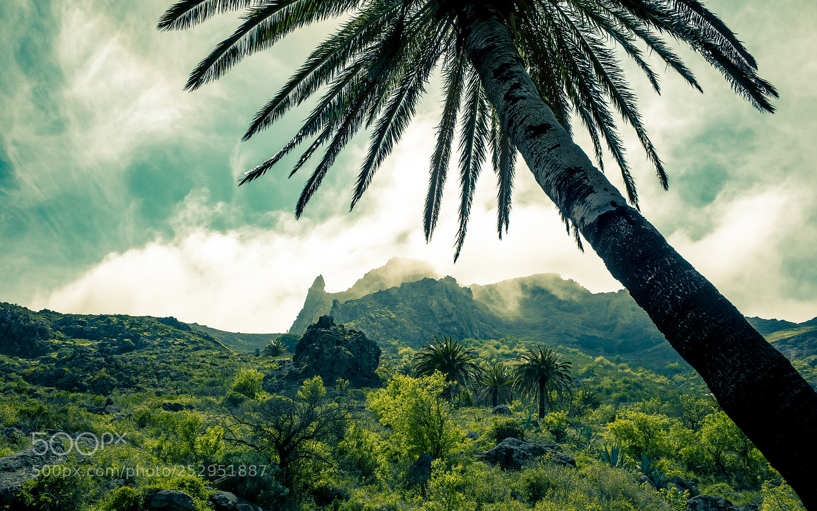 Ricoh GR sample photo. Dramatic palm photography