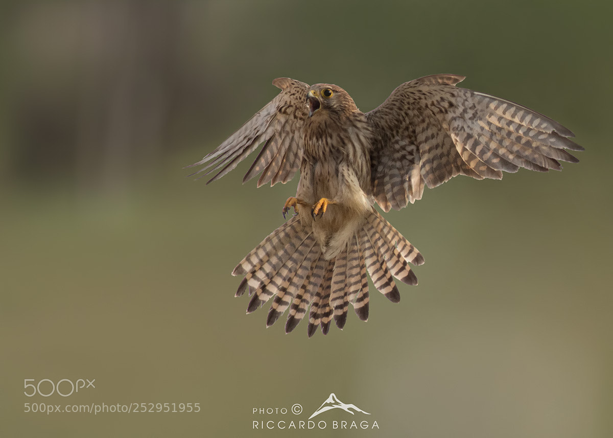 Canon EOS 70D sample photo. Kestrel photography