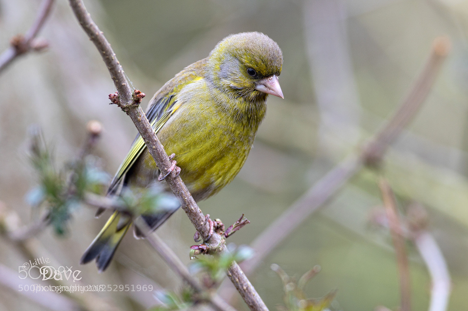 Canon EOS 7D Mark II sample photo. Green finch photography