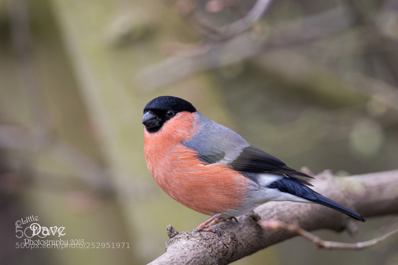 Canon EOS 7D Mark II sample photo. Bullfinch photography