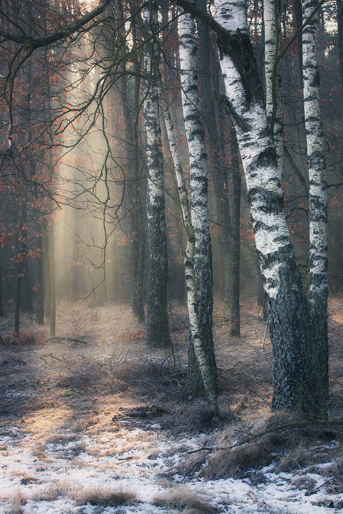 Canon EOS 70D sample photo. Cold morning photography