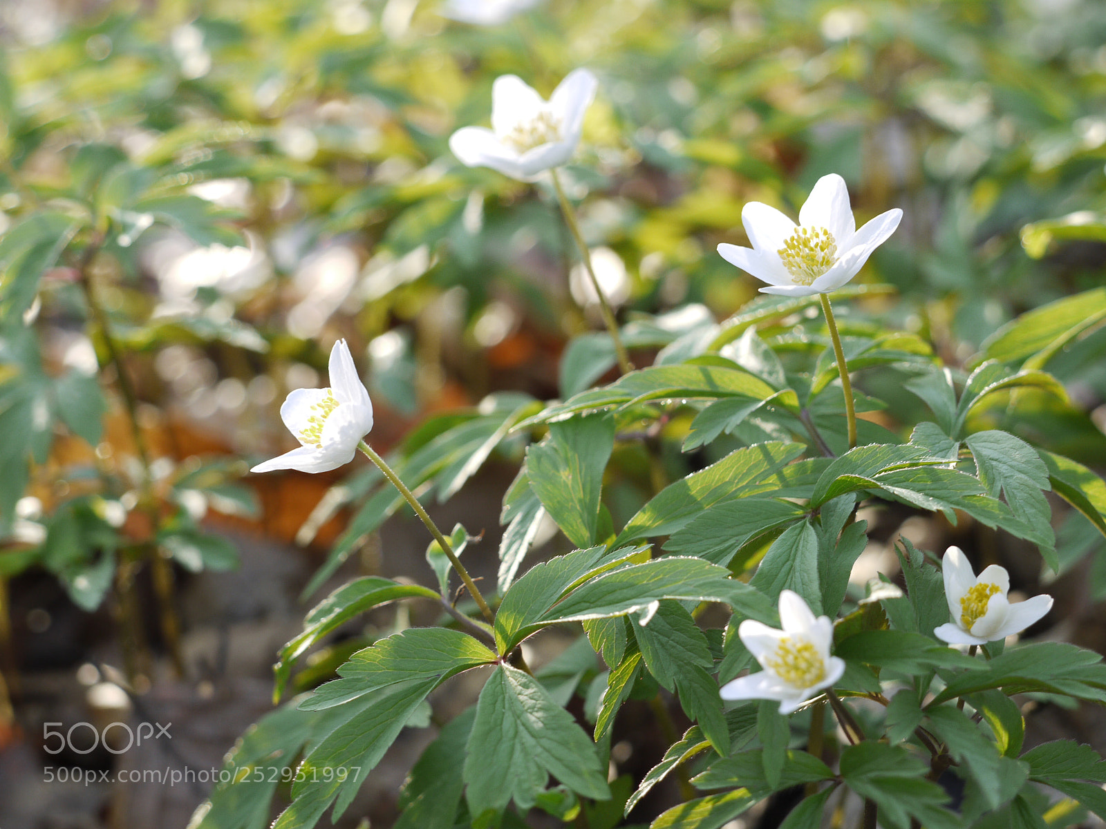 Panasonic Lumix DMC-G1 sample photo. Springflower anemone nemorosa photography