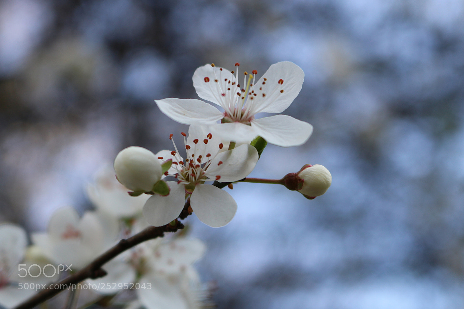 Canon EOS 750D (EOS Rebel T6i / EOS Kiss X8i) sample photo. Greengage - ringlo photography