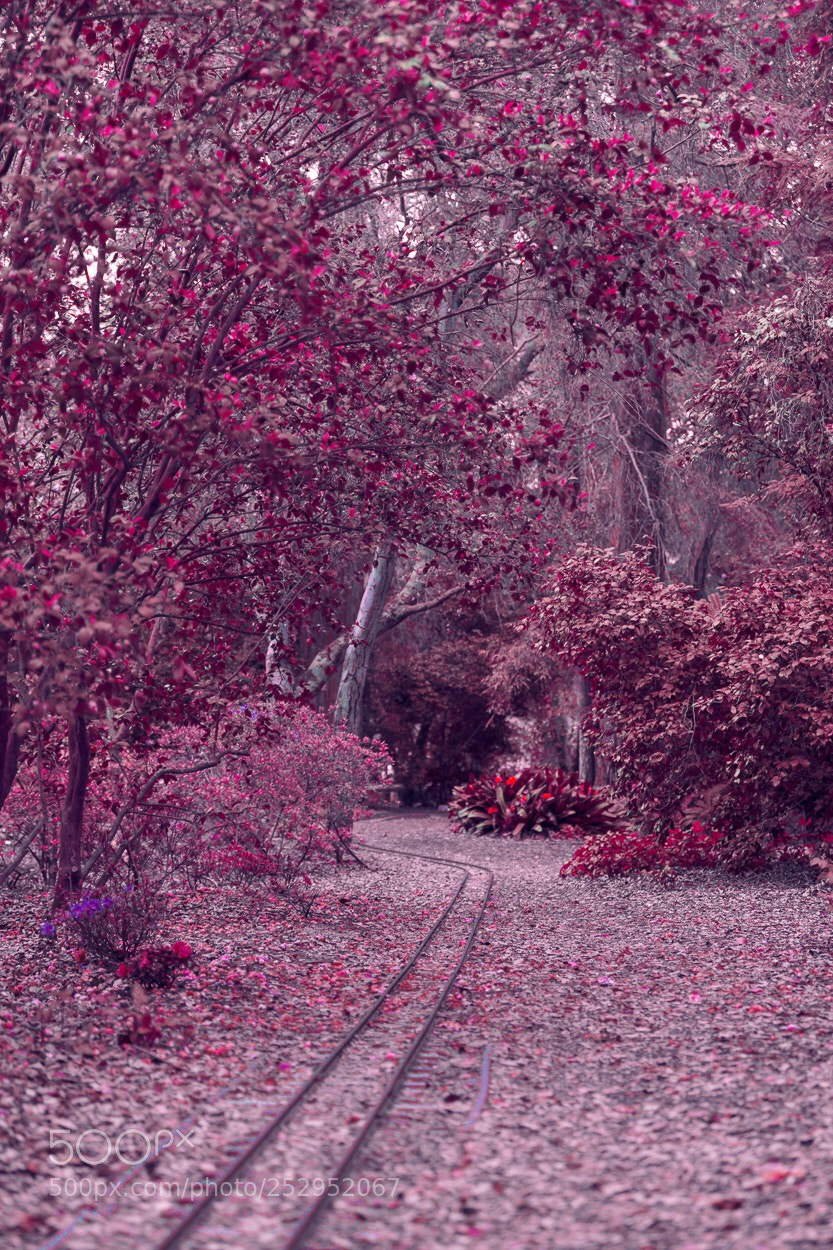 Canon EOS 5D Mark II sample photo. Enchanted forest, 2018.   photography