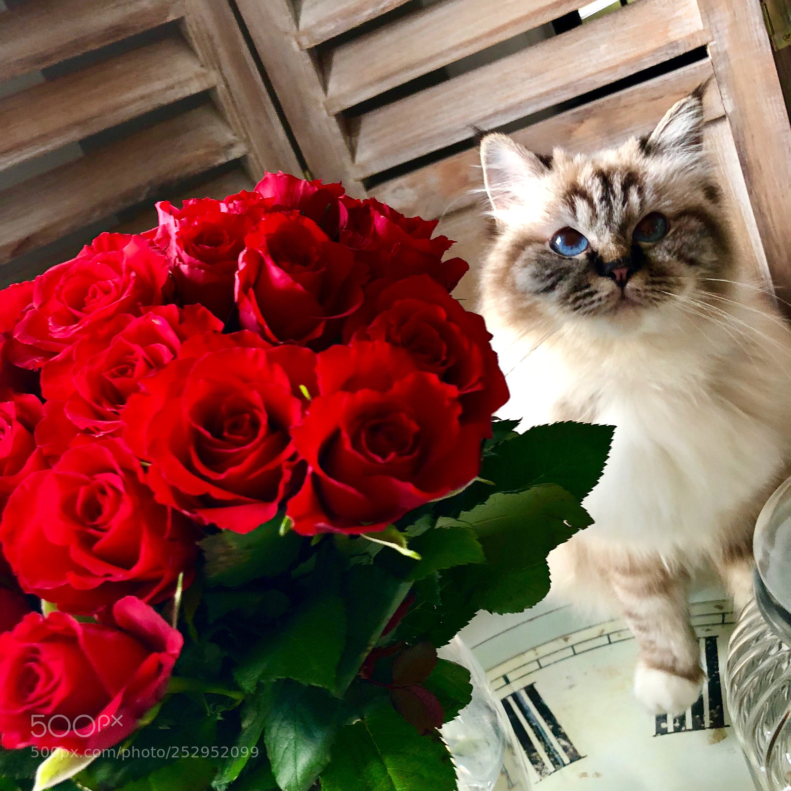 Apple iPhone 8 Plus sample photo. Flowers&carat photography