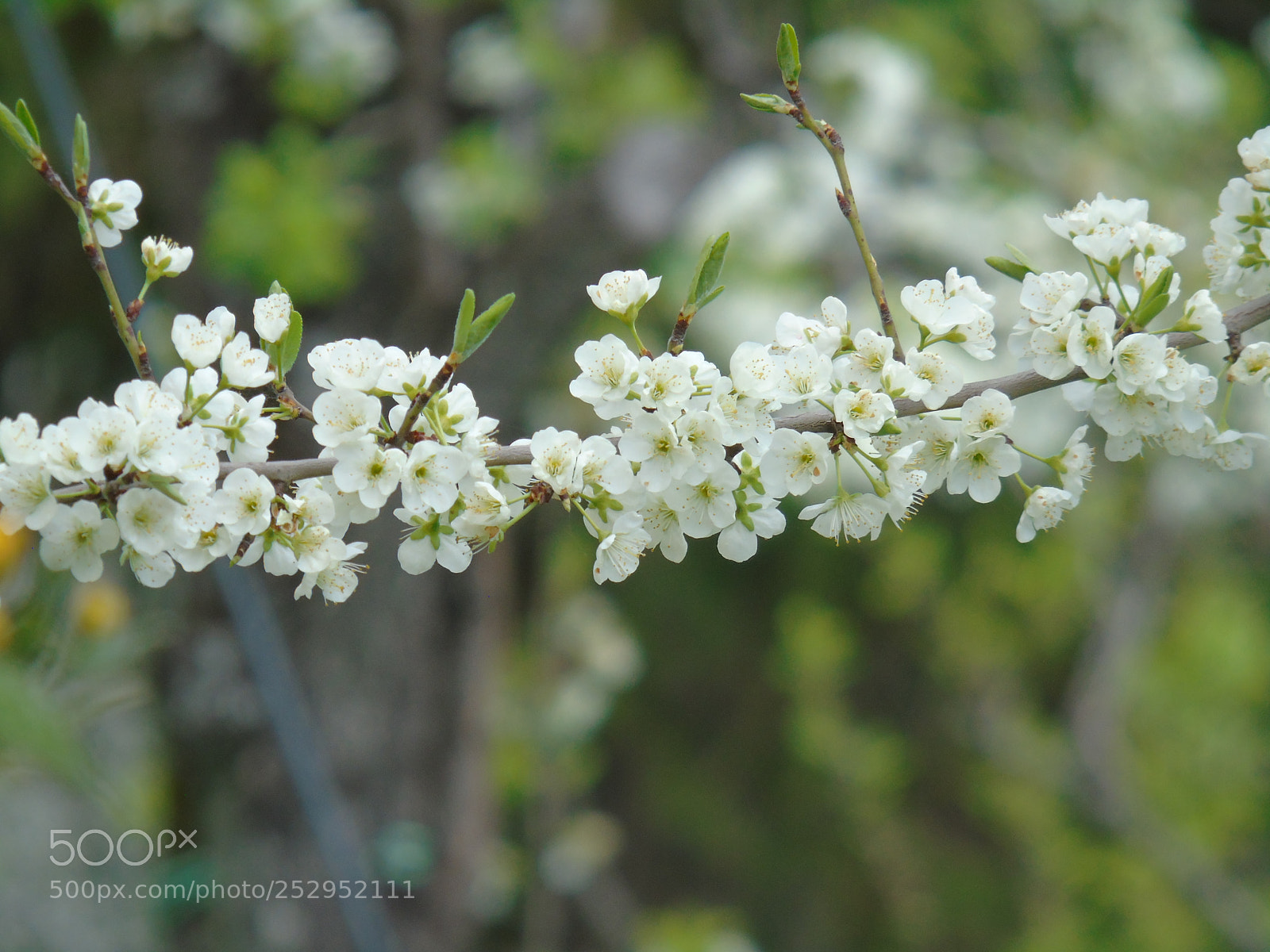 Sony Cyber-shot DSC-H400 sample photo. Spring flowers photography