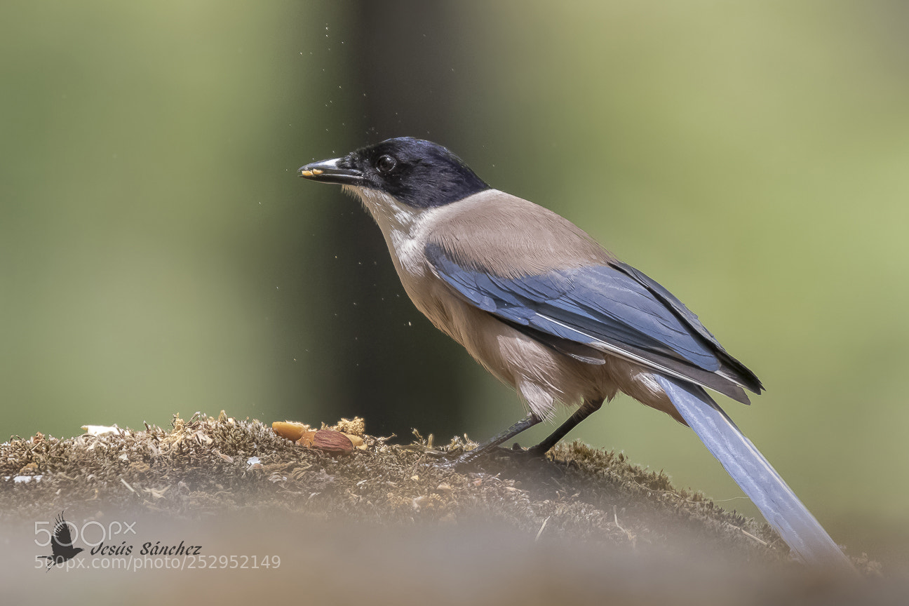 Canon EOS 7D Mark II sample photo. Rabilargo ib rico cyanopica photography