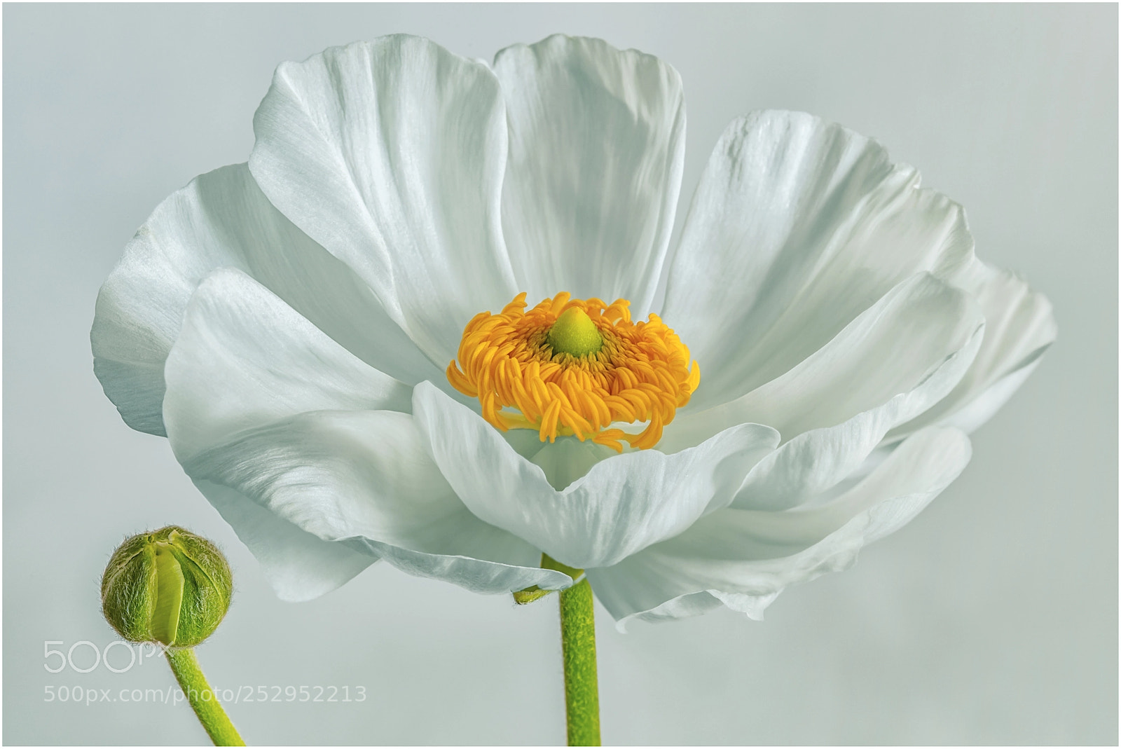 Canon EOS 5DS sample photo. Blossomed white buttercup flower photography