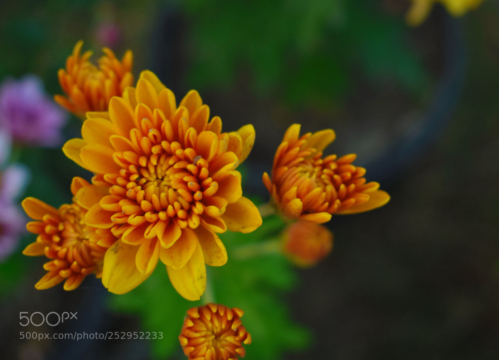 Nikon D5300 sample photo. Spring photography