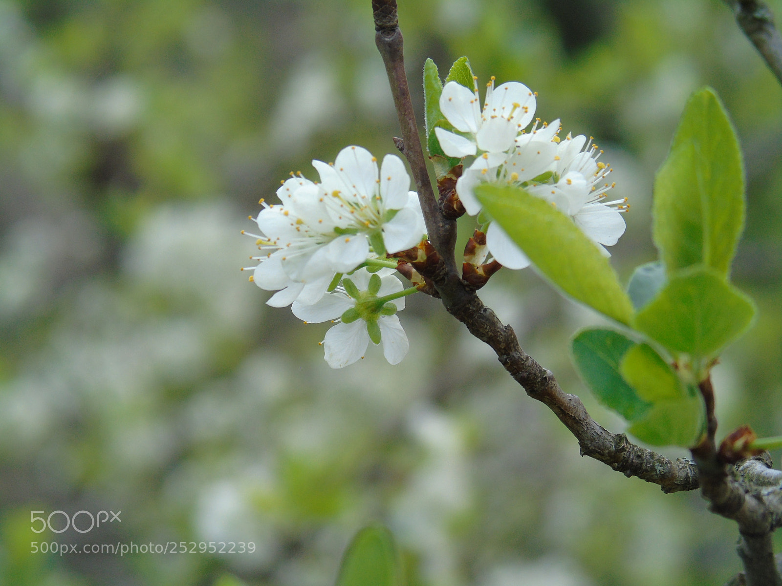 Sony Cyber-shot DSC-H400 sample photo. Macro photography photography
